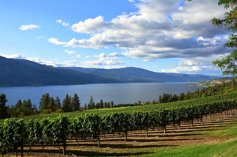 Okanagan Vineyard